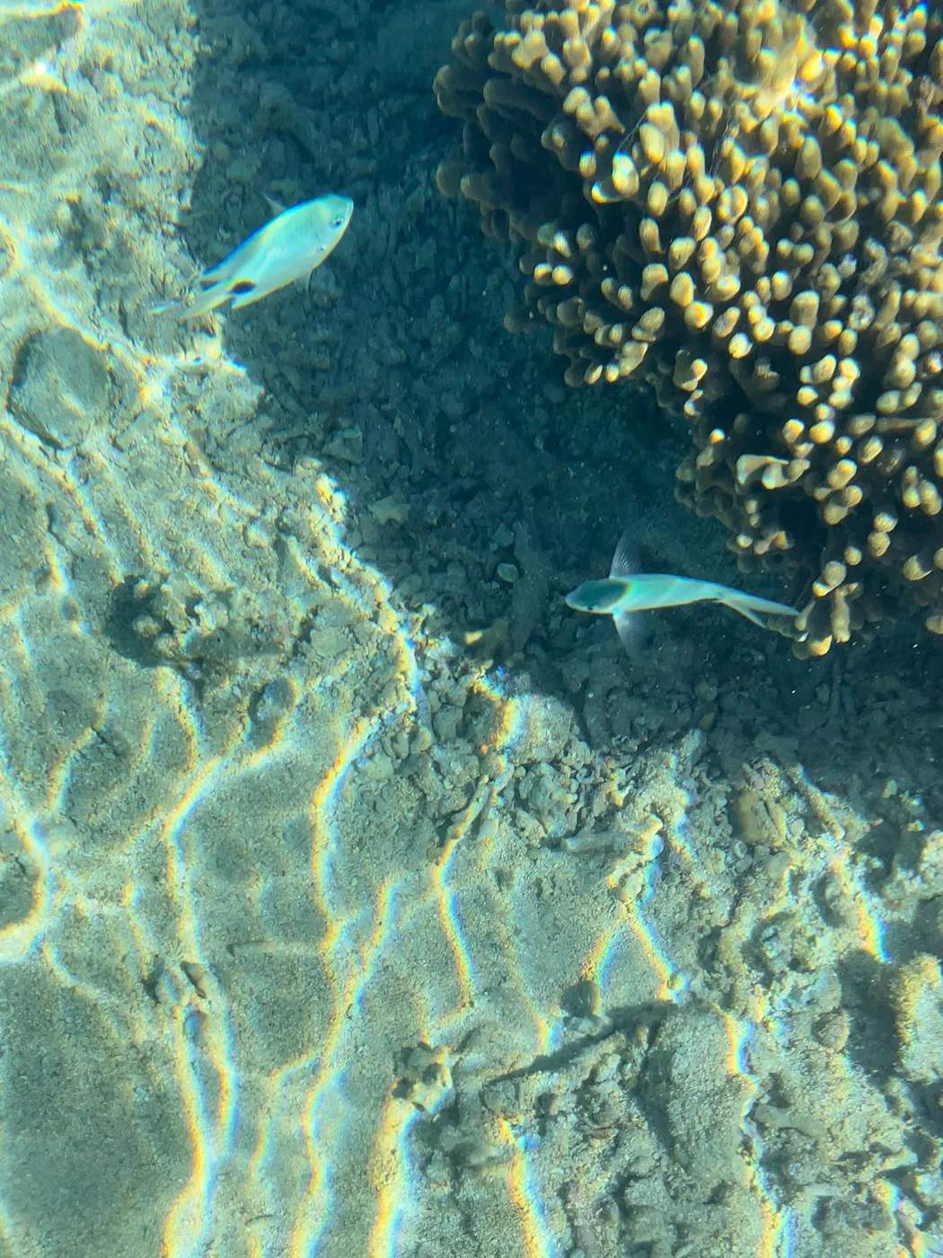 Poissons tropicaux nageant au-dessus du fond corallien dans le lagon de La Réunion